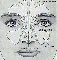 Endoscopische neusbijholten operatie