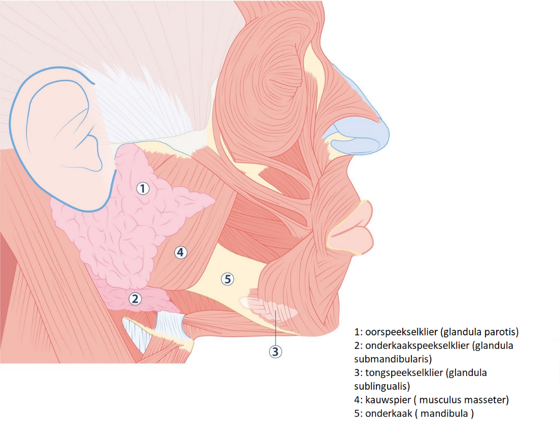 Onderkaakspeekselklier