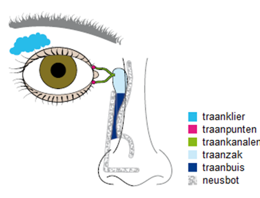 Oog